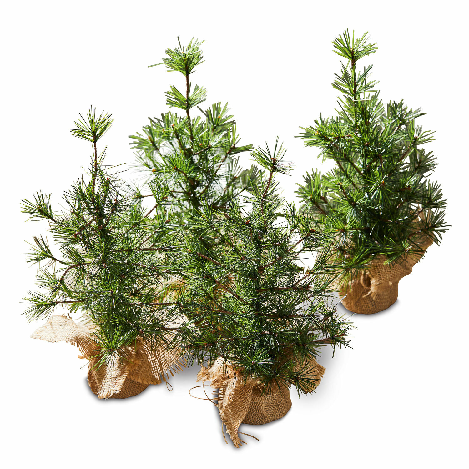 Deko-Baum 4er Set Millies Kleine grüne Kiefern in Jutesäcken als weihnachtliche Dekoration
