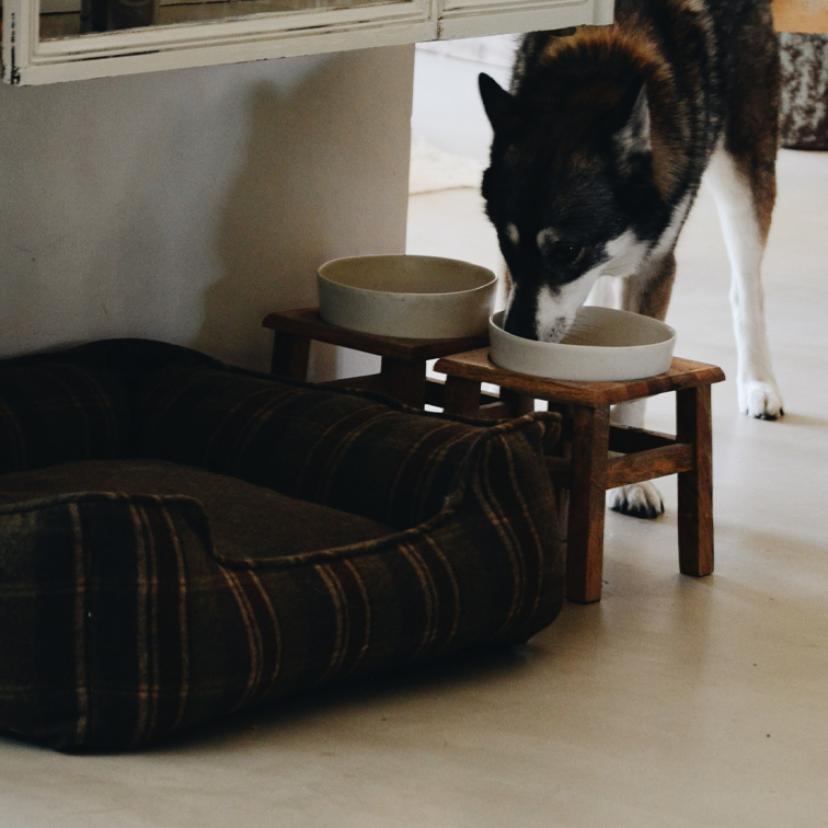 Hund trinkt aus keramischem Napf auf Holzständer neben braunem Stoffhundebett