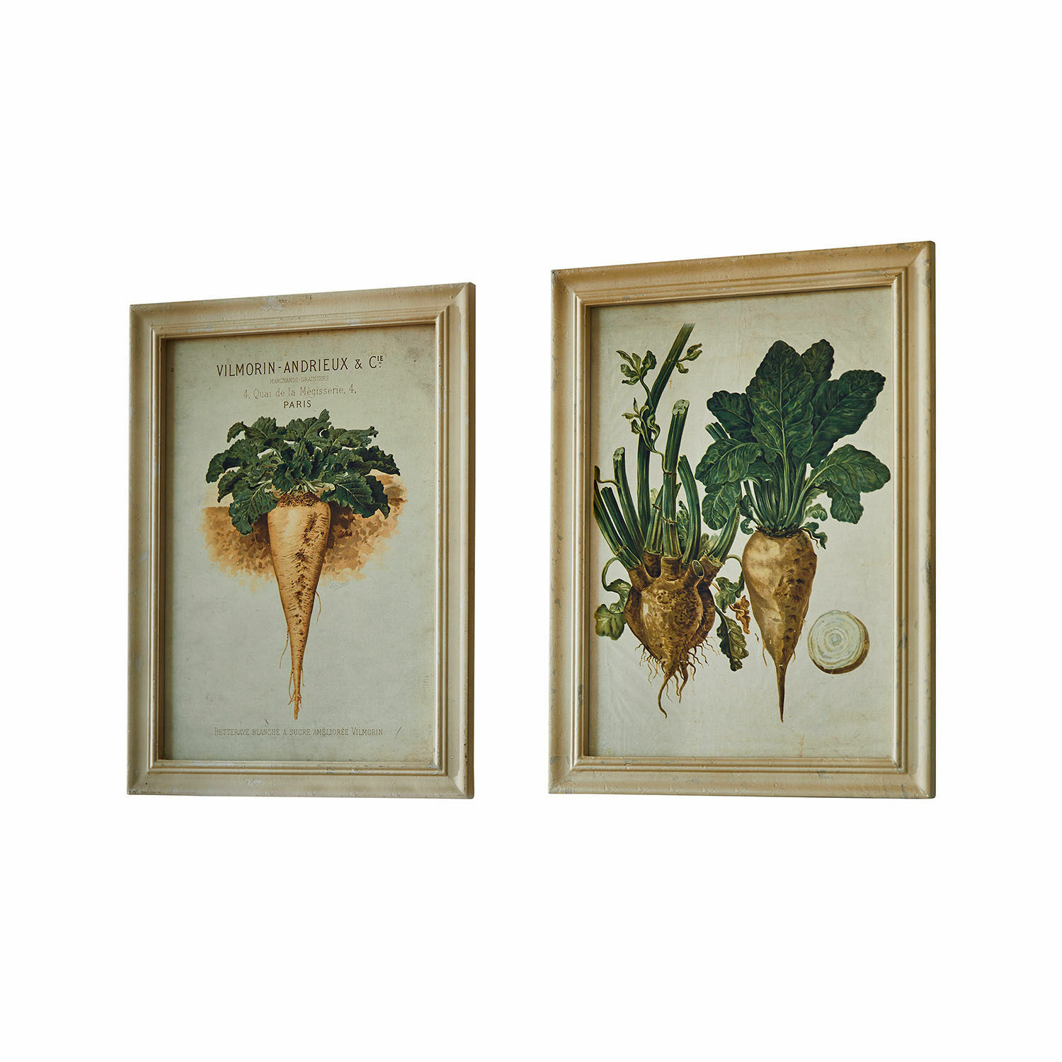 Zwei Wandbilder mit botanischen Rübenillustrationen in beigen Holzrahmen als Wanddekoration
