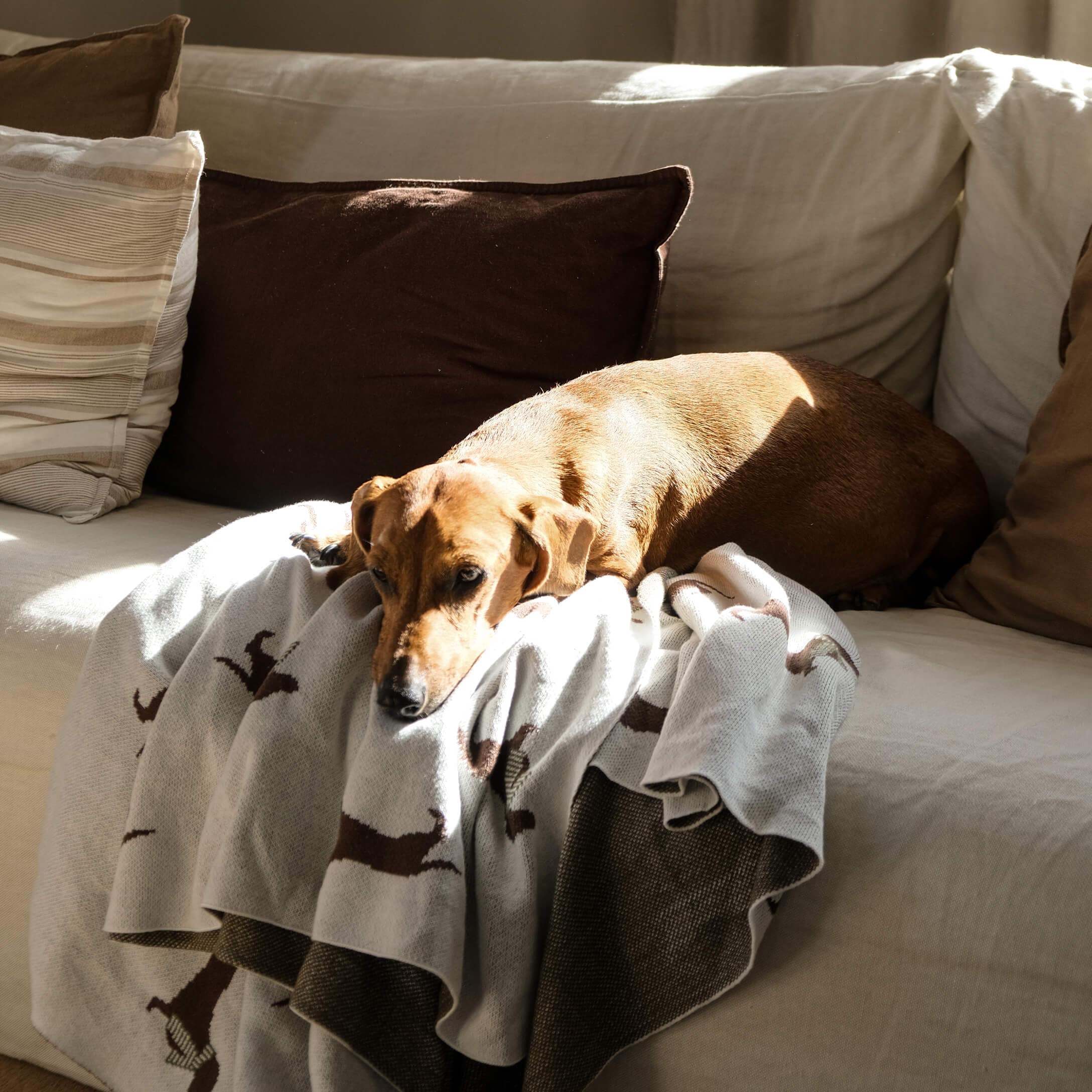 Brauner Hund liegt auf hellem Sofa auf grauer Decke mit Hundemotiv, gemütliches Wohnzimmer