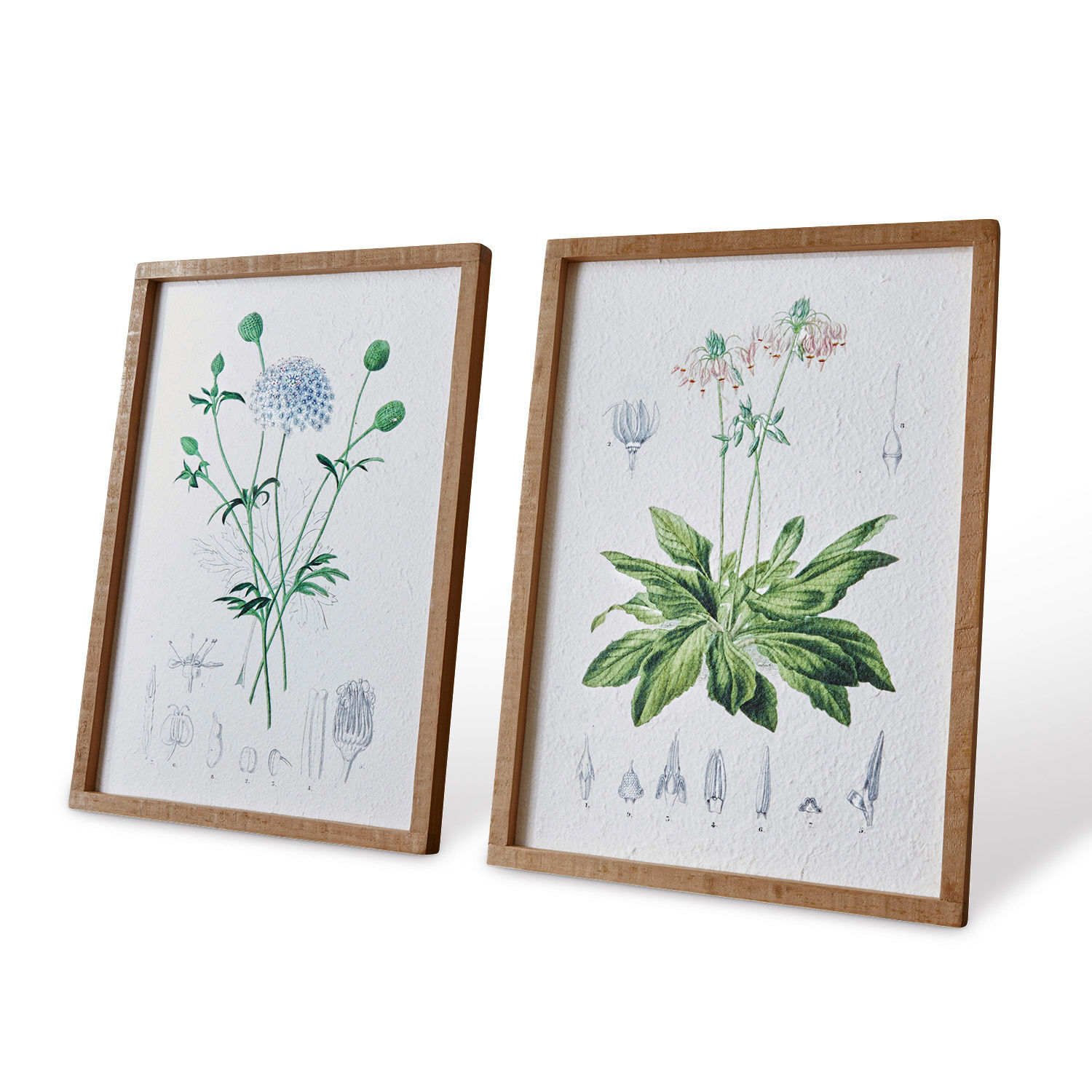 Zwei botanische Bilder mit grünen Blättern und Blüten in Holzrahmen vor weißem Hintergrund