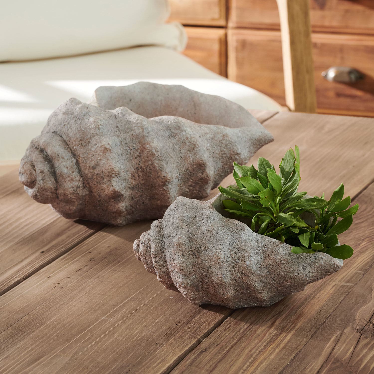Dekorative graue Muschel-Blumentöpfe aus Stein auf einem Holztisch